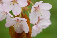 Wild Himalayan cherry (Prunus cerasoides)