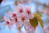 Wild Himalayan cherry (Prunus cerasoides)