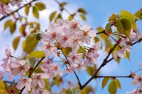 Wild Himalayan cherry (Prunus cerasoides)