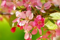Wild Himalayan cherry (Prunus cerasoides)