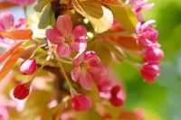 Wild Himalayan cherry (Prunus cerasoides)