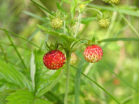 Wild Strawberry (Fragaria vesca)