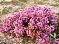 Wild Thyme or Creeping Thyme (Thymus serpyllum)