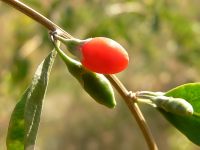 Common Matrimony Vine, Wolfberry (Lycium barbarum)