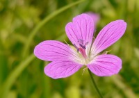 Wood Cranesbill (Geranium sylvaticum)