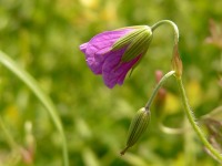Wood Cranesbill (Geranium sylvaticum)