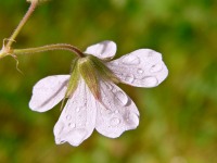 Wood Cranesbill (Geranium sylvaticum)
