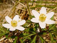Wood anemone (Anemone nemorosa)