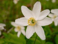 Wood anemone (Anemone nemorosa)