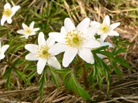 Wood anemone (Anemone nemorosa)