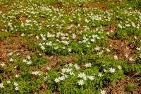 Wood anemone (Anemone nemorosa)