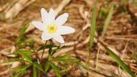 Wood anemone (Anemone nemorosa)