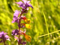 Wood Cow-wheat (Melampyrum nemorosum)