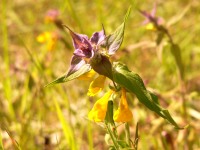 Wood Cow-wheat (Melampyrum nemorosum)