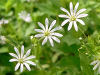 Wood Stitchwort (Stellaria nemorum)