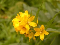 Yellow Loosestrife (Lysimachia vulgaris)