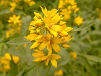 Yellow Loosestrife (Lysimachia vulgaris)