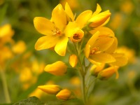 Yellow Loosestrife (Lysimachia vulgaris)