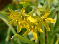 Yellow Star-of-Bethlehem (Gagea lutea)