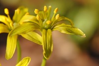 Yellow Star-of-Bethlehem (Gagea lutea)