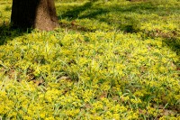 Yellow Star-of-Bethlehem (Gagea lutea)