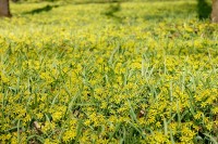 Yellow Star-of-Bethlehem (Gagea lutea)