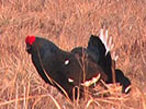 Black Grouse Lekking