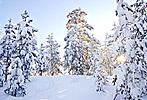 Joy of Winter Forest