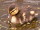 Sattva of Ducks