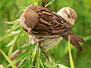Sparrows