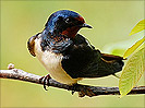 Swallows